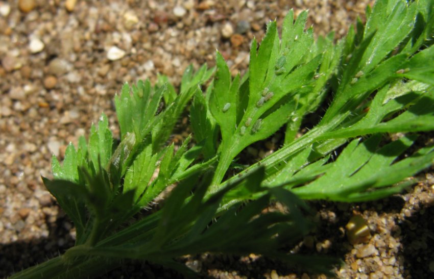 Попелиця на моркві Попелиця на моркві