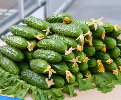 Кращі сорти огірків для відкритого грунту і теплиць Уралу