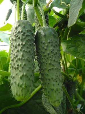 Амур F1 Амур F1