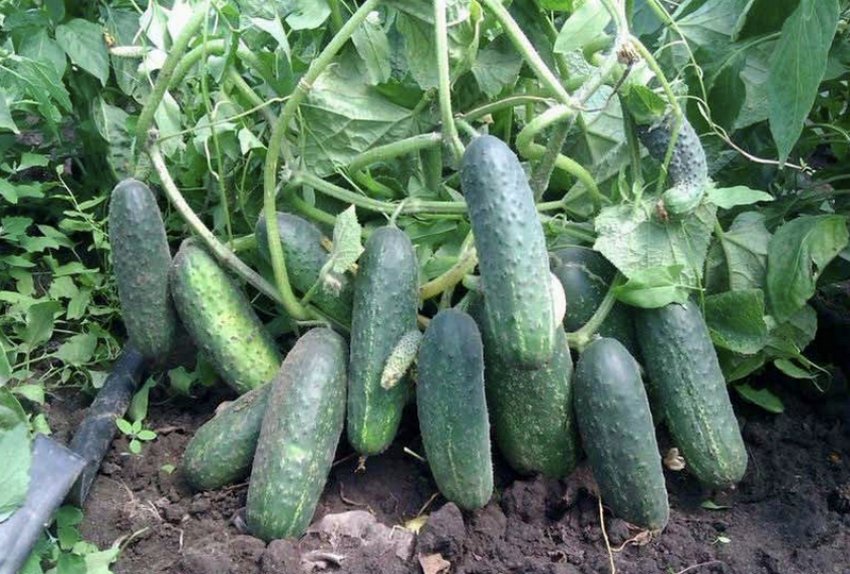 Огірки сорту Еколь F1 Огірки сорту Еколь F1