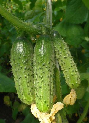 Огірок Вояж Огірок Вояж