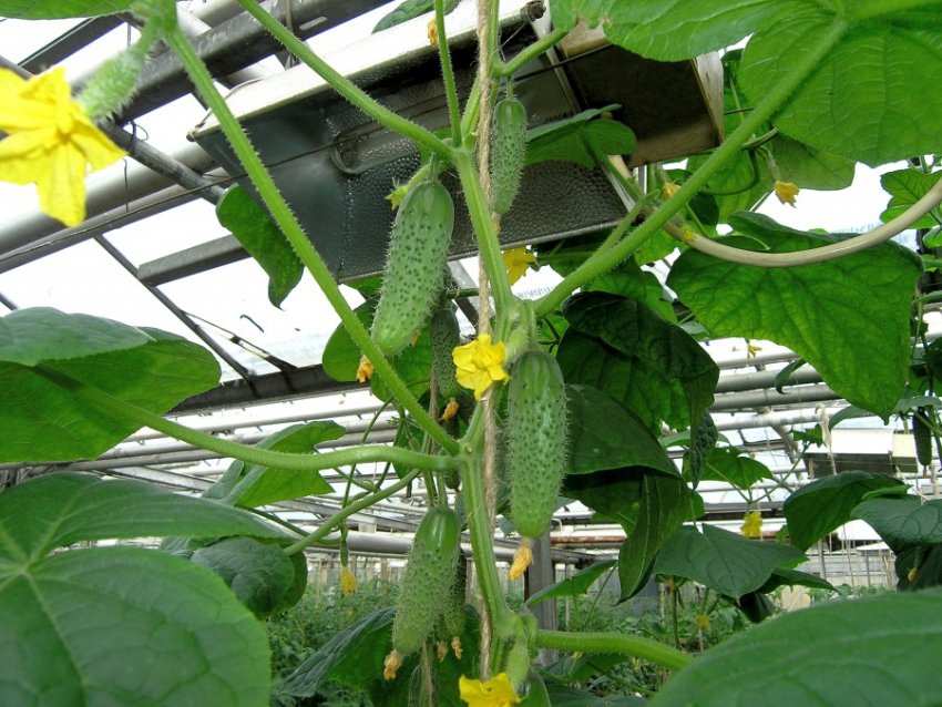 Огірки Одетті у теплиці Огірки Одетті у теплиці