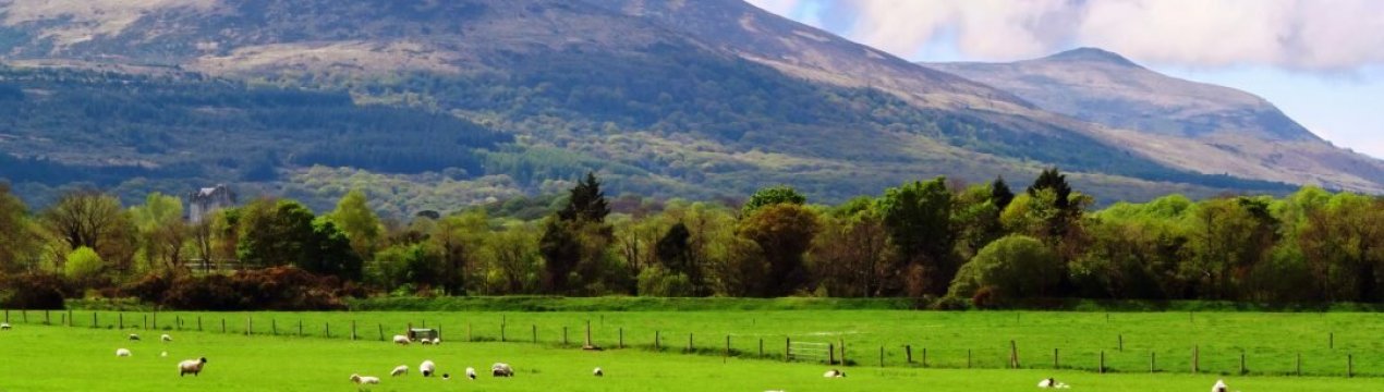 Ділові люди скуповують ірландські сільгоспугіддя