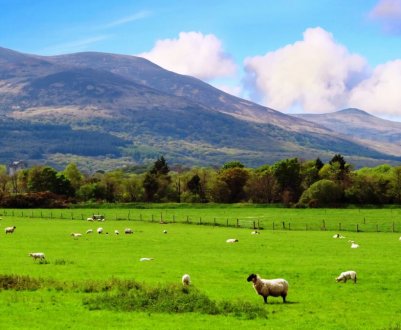 Ділові люди скуповують ірландські сільгоспугіддя