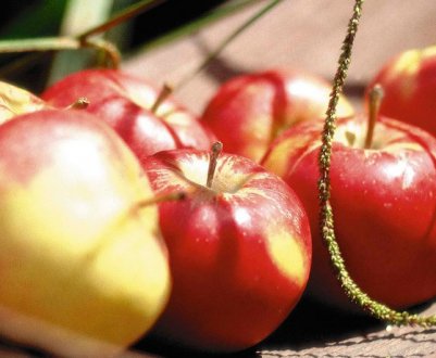 Характеристика та особливості вирощування яблуні сорту Коробовка