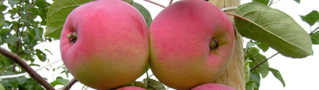 Вирощування і догляд за яблунею сорту Ред Фрі