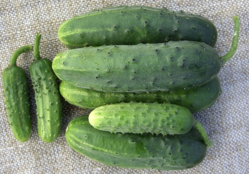 Огірки сорту Артек F1 Огірки сорту Артек F1