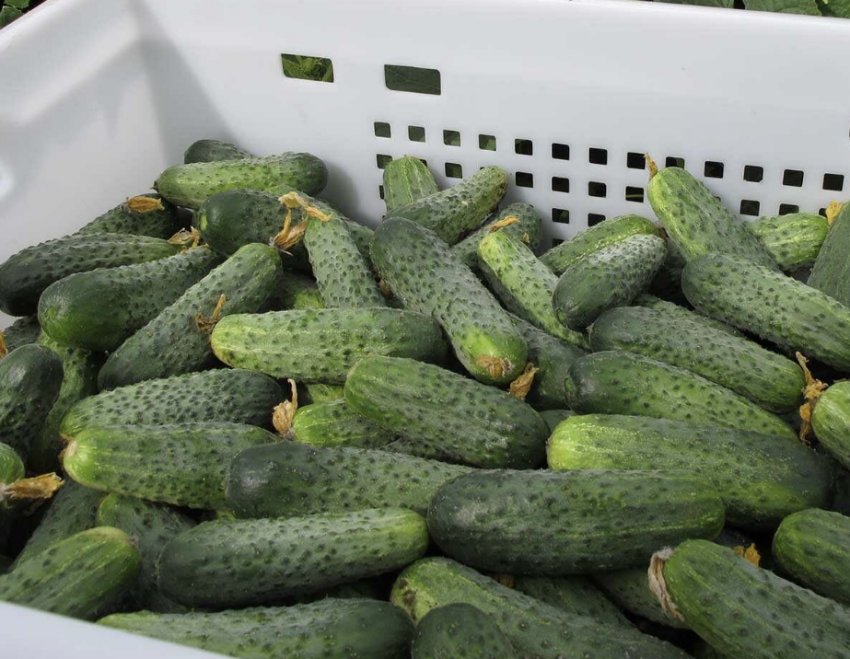 Огірки сорту Аякс Огірки сорту Аякс