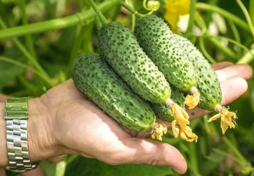 Огірки сорту Сокіл F1 Огірки сорту Сокіл F1