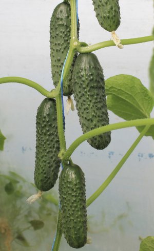 Огірки Тумі F1 Огірки Тумі F1