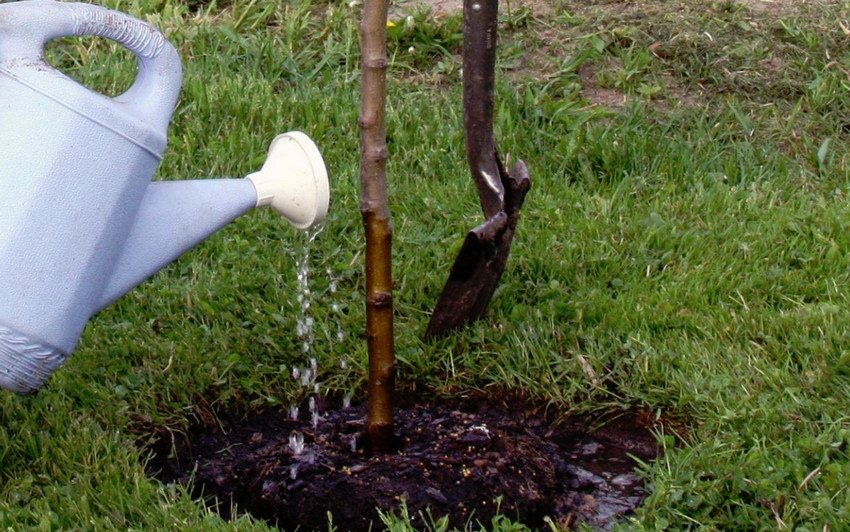 Полив яблуні