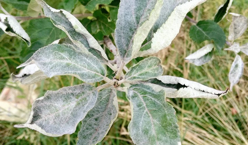 Борошниста роса яблуні