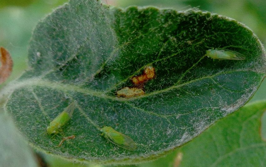 Яблунева мідяниця