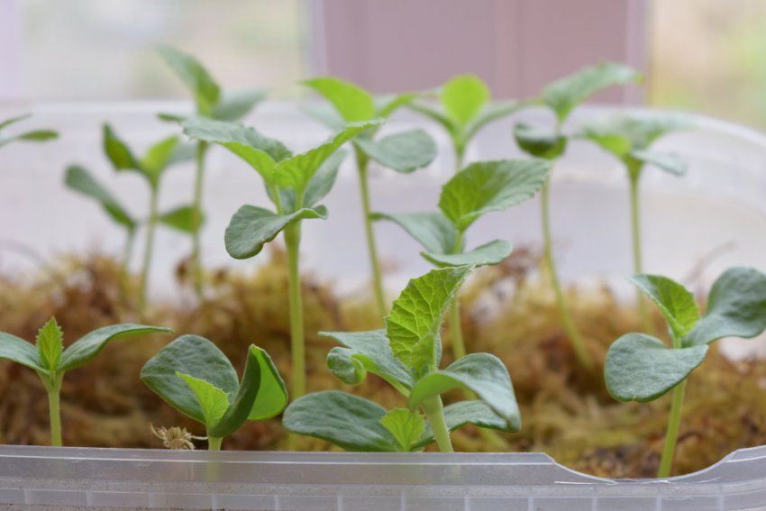 Сходи огірків Сходи огірків