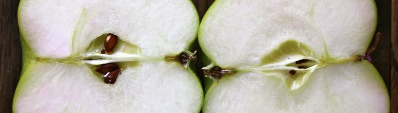 Как правильно посадить и вырастить яблоню из семечка в домашних условиях?