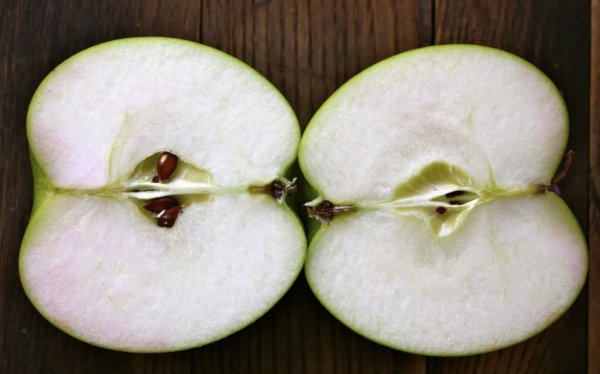 Как можно вырастить яблоню из семечка в домашних условиях