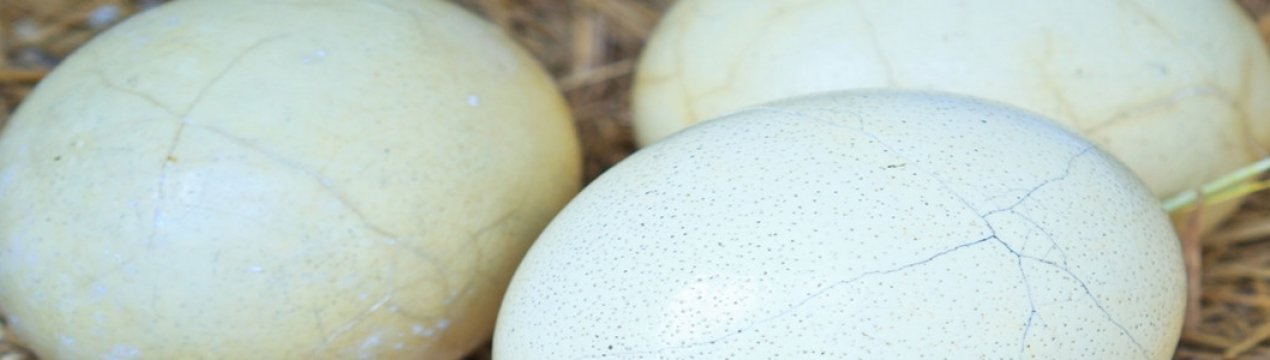 какое на вкус яйцо страуса. Смотреть фото какое на вкус яйцо страуса. Смотреть картинку какое на вкус яйцо страуса. Картинка про какое на вкус яйцо страуса. Фото какое на вкус яйцо страуса
