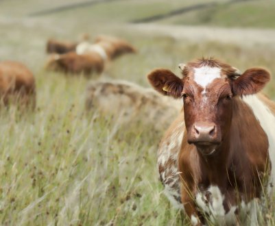 «Сіра кардинальша» з Бурятії підбила товариша на серію крадіжок ВРХ