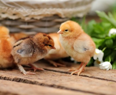У Росії прошерстили курчат