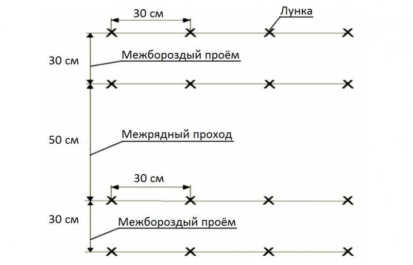 Схема посадки огірків у відкритому грунті Схема посадки огірків у відкритому грунті