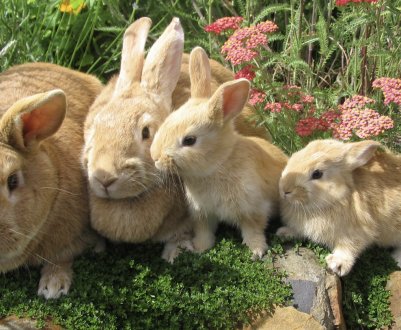 У якому віці потрібно відсаджувати кроленят від кролиці?