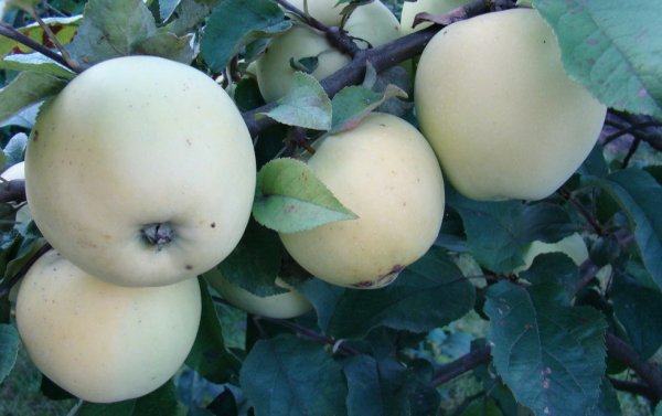 Яблоки Рижский Голубок Фото