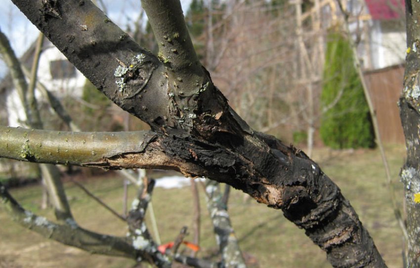 Чорний рак яблуні Чорний рак яблуні