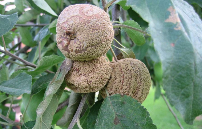 Плодова гниль Плодова гниль