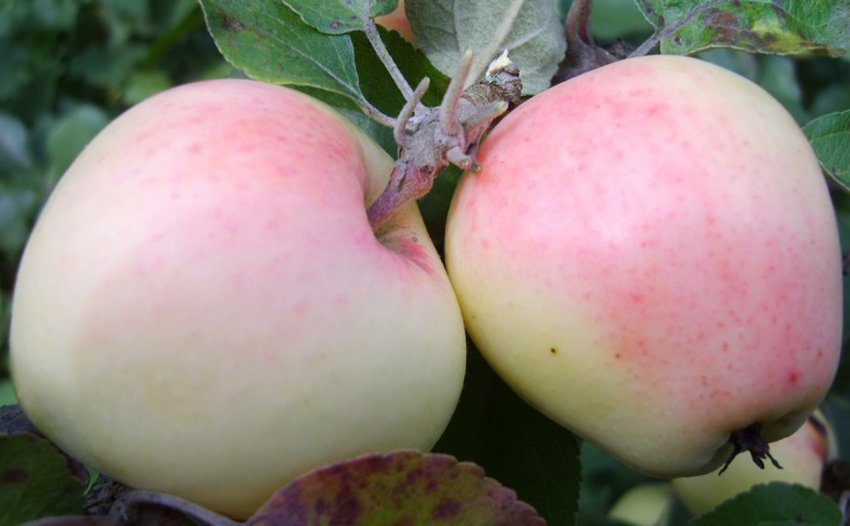 Яблуня Ризький голубок Яблуня Ризький голубок