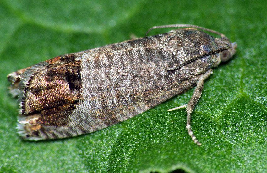 Метелик яблунева плодожерка Метелик яблунева плодожерка