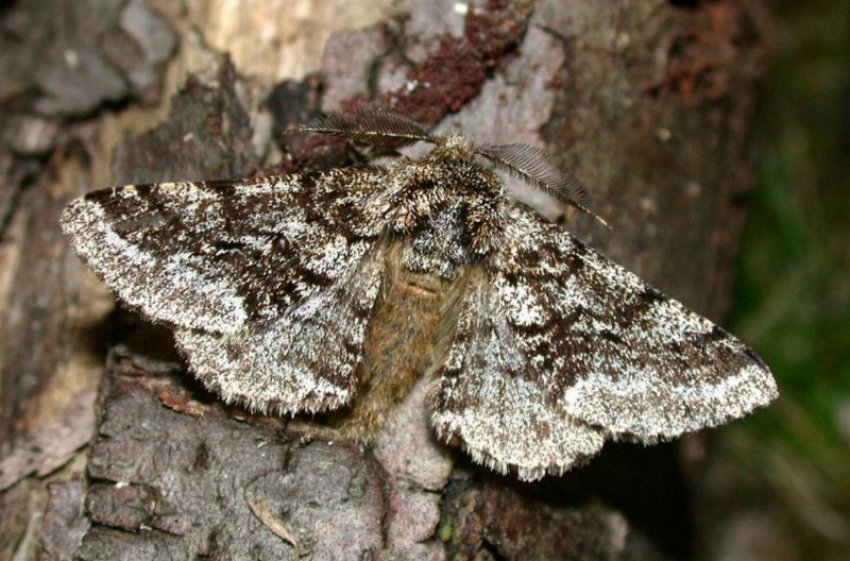 Метелик пяденица Метелик пяденица