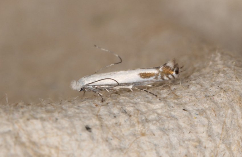 Яблунева міль Яблунева міль