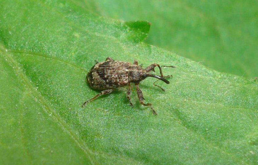 Яблонный квіткоїд Яблонный квіткоїд