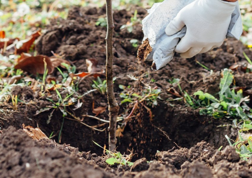Посадка саджанців яблуні Посадка саджанців яблуні