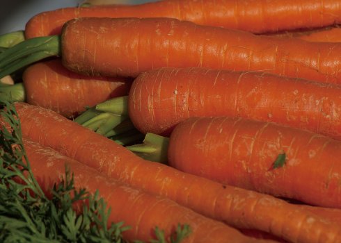 Сорт моркови Санькина любовь: характеристика и особенности выращивания