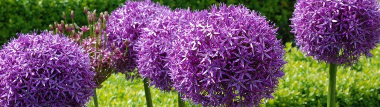 Особливості вирощування та догляду за цибулею-анзуром