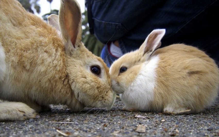 Кролики Кролики