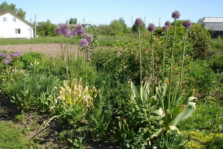 Цибулю Макліна