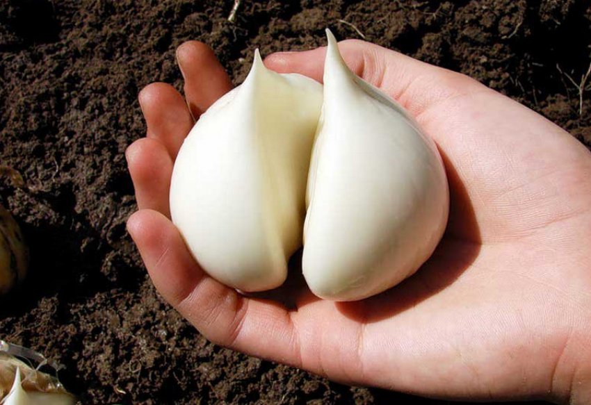 Цибулю гігантський