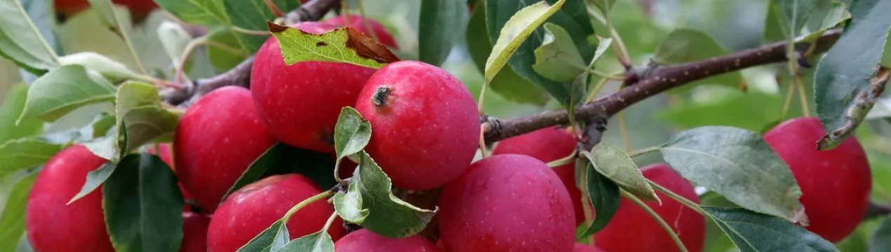 Яблуня Ягідна: характеристика, особливості посадки і догляду