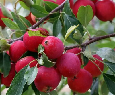 Яблуня Ягідна: характеристика, особливості посадки і догляду