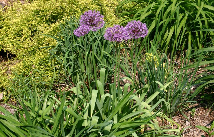 Афлатунский цибулю