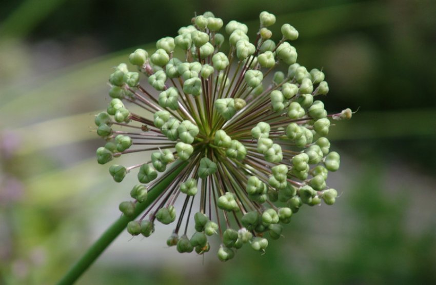 Найвищий цибулю