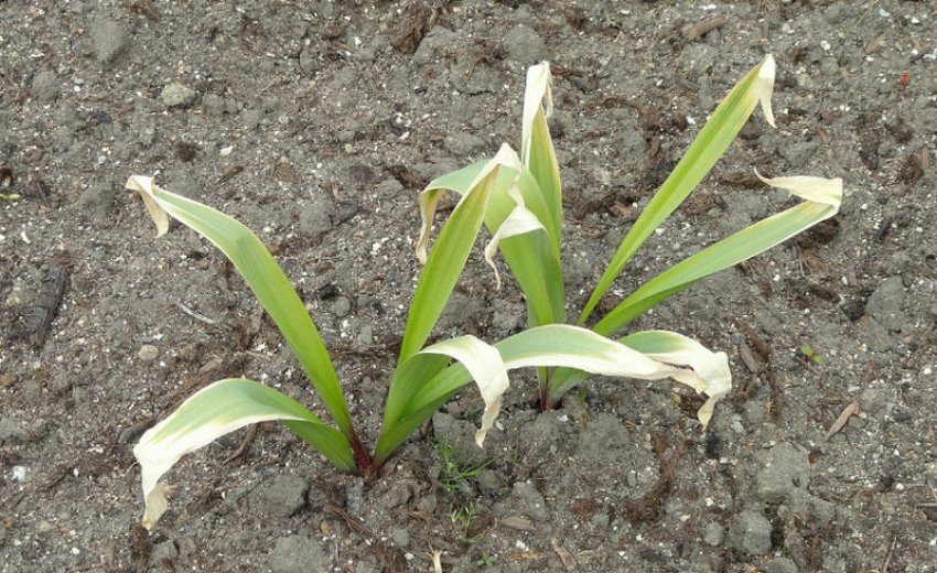 Цибулю Розенбаха