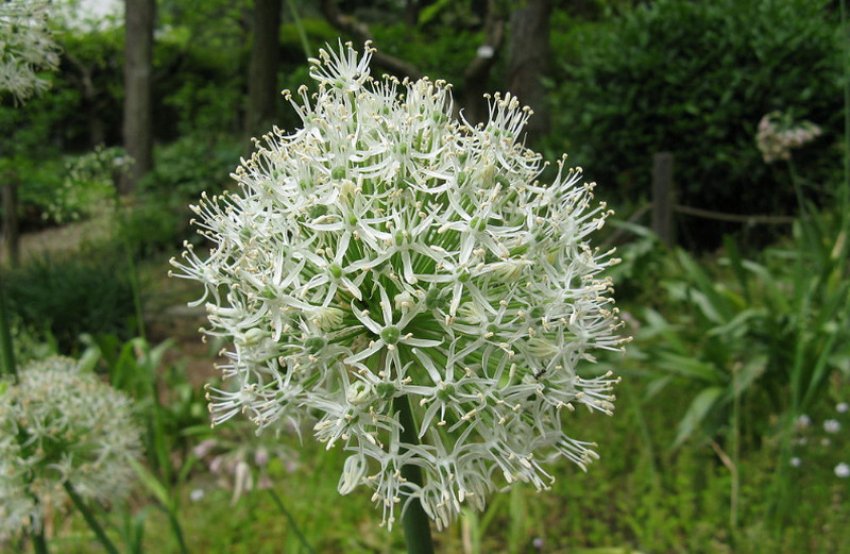 Стебловий цибулю