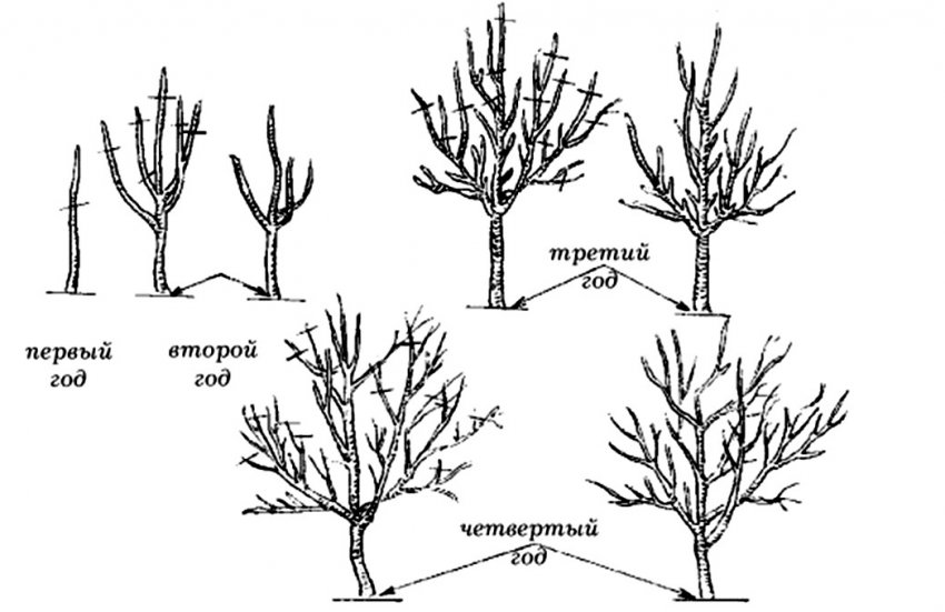 Формирорования крони плодових дерев Формирорования крони плодових дерев