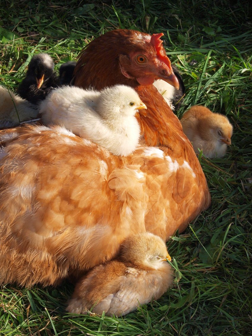 Професор з Польщі навчить українських птахівників боротися з хворобами курей Професор з Польщі навчить українських птахівників боротися з хворобами курей