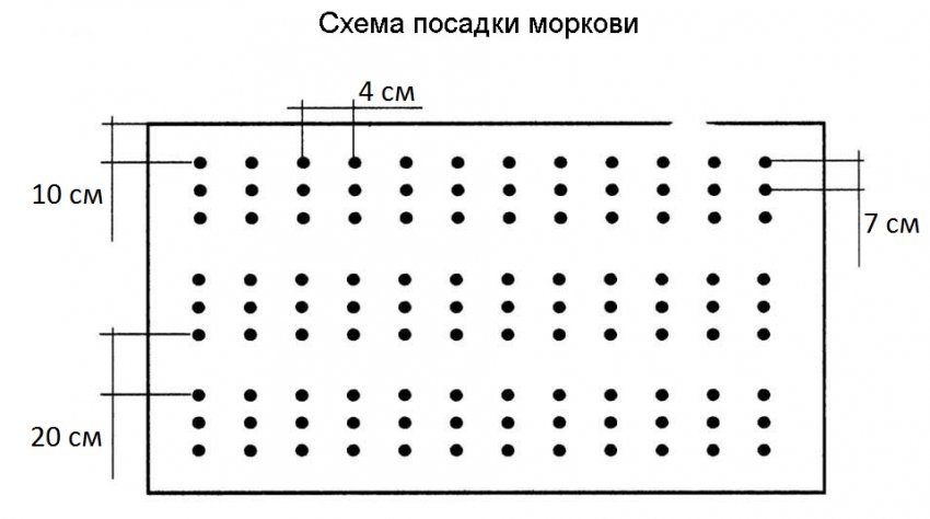 Схема посадки моркви