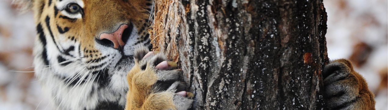 V — значить вендета: хабаровський фермер влаштував криваву розправу тигру-вбивці