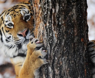 V — значить вендета: хабаровський фермер влаштував криваву розправу тигру-вбивці